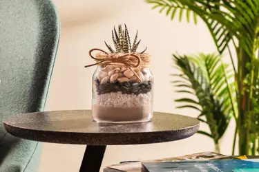 How to Transfer a Puck Jar into a Plant
