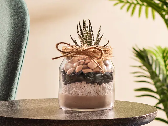 Houseplants